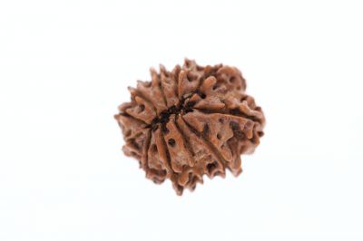Rudraksha 11 Mukhi Brown - 2.95 Grams Weight - Origin - Nepal