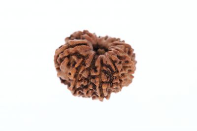 Rudraksha 11 Mukhi Brown - 2.95 Grams Weight - Origin - Nepal