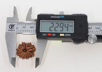Rudraksha 11 Mukhi Brown - 2.95 Grams Weight - Origin - Nepal