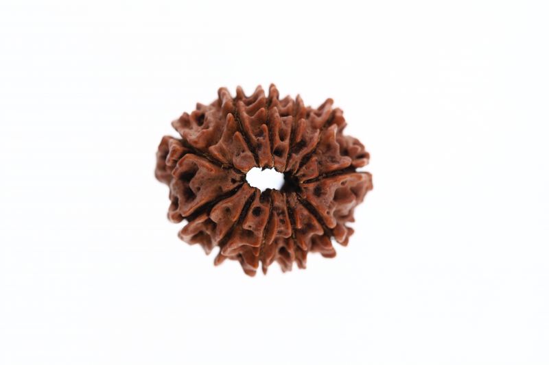 Rudraksha 11 Mukhi Brown - 3.04 Grams Weight - Origin - Nepal