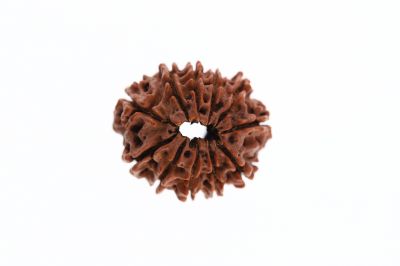 Rudraksha 11 Mukhi Brown - 3.04 Grams Weight - Origin - Nepal