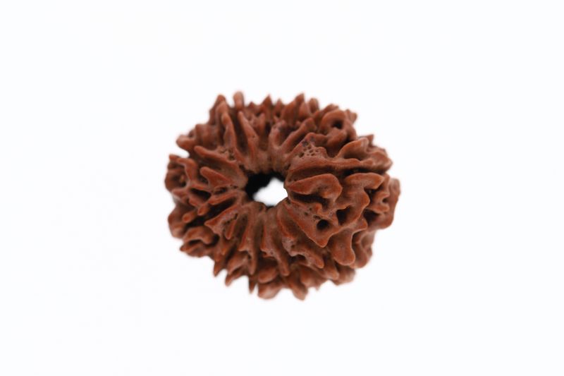 Rudraksha 11 Mukhi Brown - 3.04 Grams Weight - Origin - Nepal