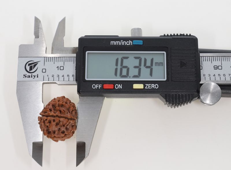 Rudraksha 11 Mukhi Brown - 3.04 Grams Weight - Origin - Nepal