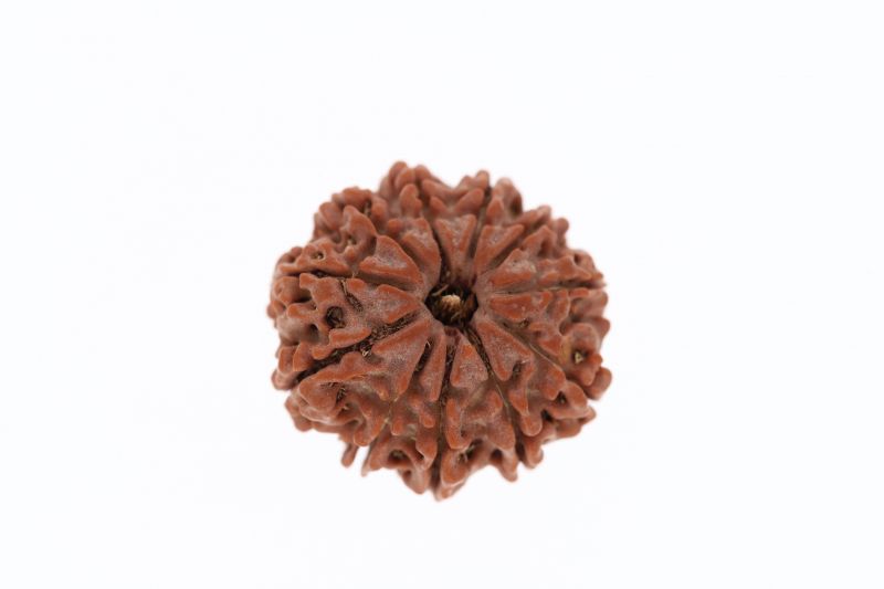 Rudraksha 11 Mukhi Brown - 3.13 Grams Weight - Origin - Nepal