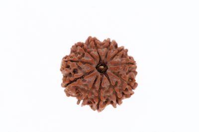 Rudraksha 11 Mukhi Brown - 3.13 Grams Weight - Origin - Nepal
