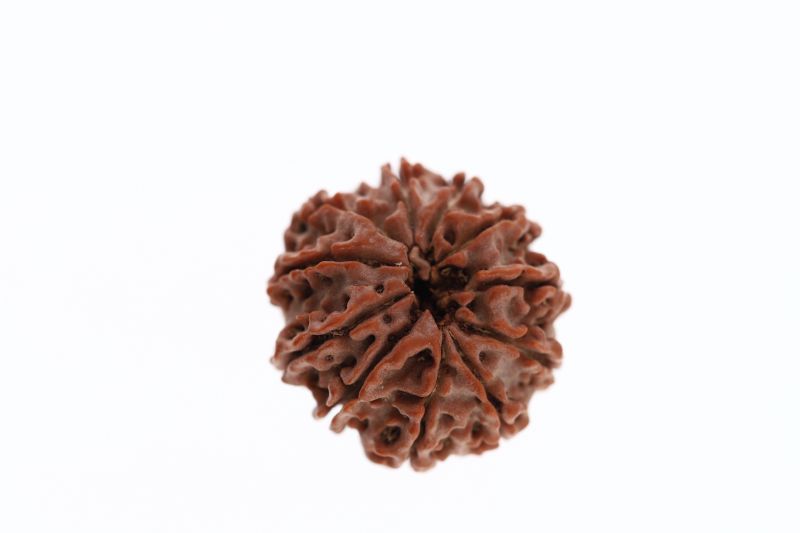 Rudraksha 11 Mukhi Brown - 3.13 Grams Weight - Origin - Nepal
