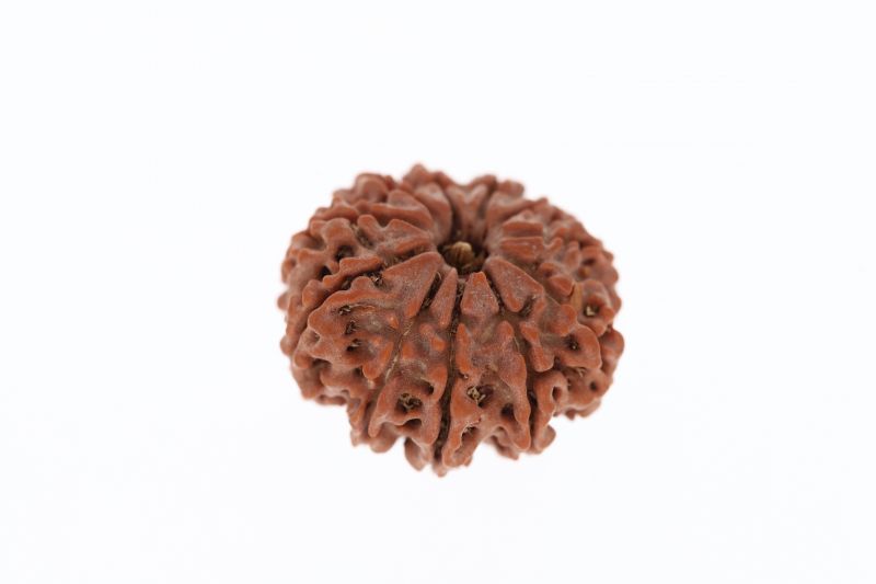 Rudraksha 11 Mukhi Brown - 3.13 Grams Weight - Origin - Nepal