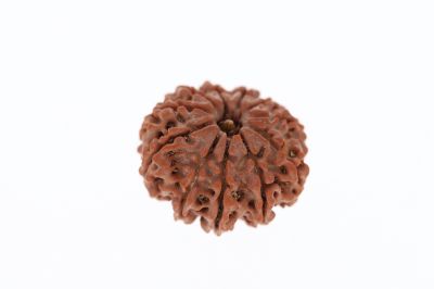 Rudraksha 11 Mukhi Brown - 3.13 Grams Weight - Origin - Nepal