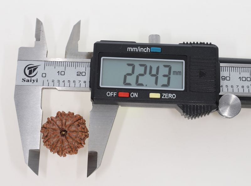 Rudraksha 11 Mukhi Brown - 3.13 Grams Weight - Origin - Nepal