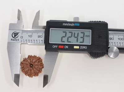 Rudraksha 11 Mukhi Brown - 3.13 Grams Weight - Origin - Nepal