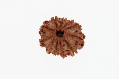 Rudraksha 11 Mukhi Brown - 2.54 Grams Weight - Origin - Nepal