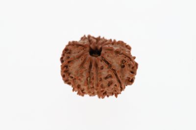 Rudraksha 11 Mukhi Brown - 2.54 Grams Weight - Origin - Nepal