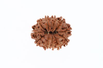 Rudraksha 11 Mukhi Brown - 2.54 Grams Weight - Origin - Nepal