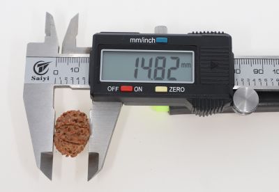 Rudraksha 11 Mukhi Brown - 2.54 Grams Weight - Origin - Nepal