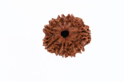 Rudraksha 11 Mukhi Brown - 2.84 Grams Weight - Origin - Nepal