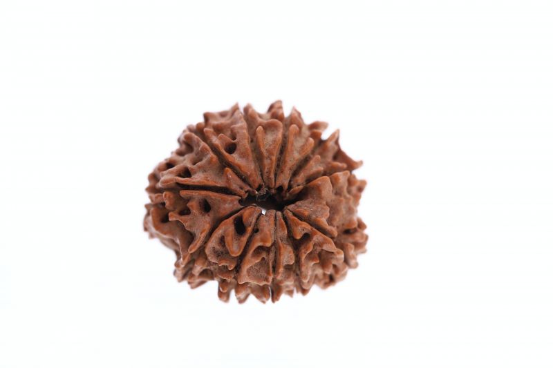 Rudraksha 11 Mukhi Brown - 2.84 Grams Weight - Origin - Nepal