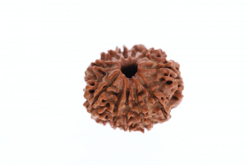 Rudraksha 11 Mukhi Brown - 2.84 Grams Weight - Origin - Nepal