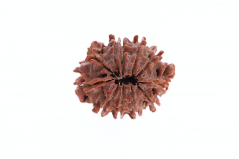 Rudraksha 11 Mukhi Brown - 3.20 Grams Weight - Origin - Nepal