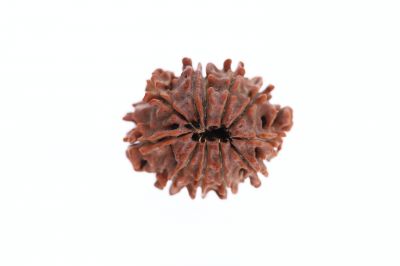 Rudraksha 11 Mukhi Brown - 3.20 Grams Weight - Origin - Nepal