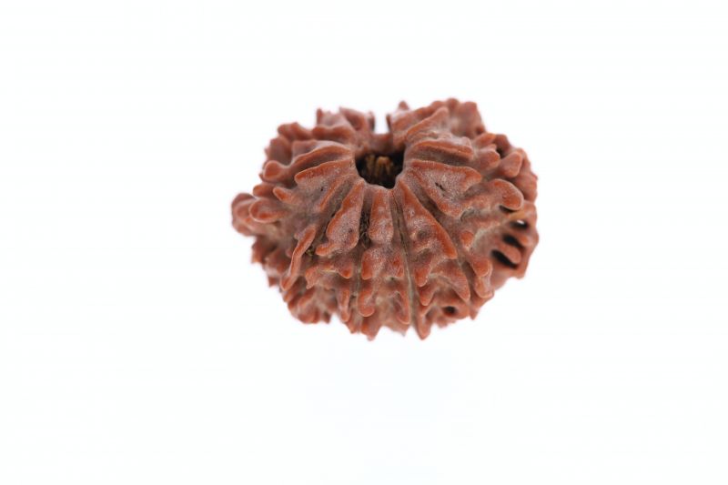Rudraksha 11 Mukhi Brown - 3.20 Grams Weight - Origin - Nepal