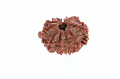 Rudraksha 11 Mukhi Brown - 3.20 Grams Weight - Origin - Nepal