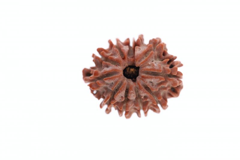 Rudraksha 11 Mukhi Brown - 3.20 Grams Weight - Origin - Nepal
