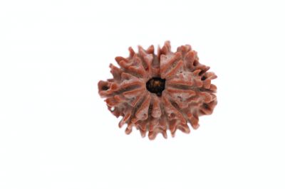 Rudraksha 11 Mukhi Brown - 3.20 Grams Weight - Origin - Nepal
