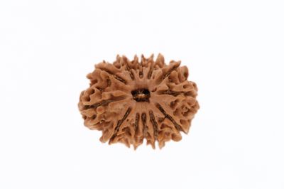 Rudraksha 11 Mukhi Brown - 2.93 Grams Weight - Origin - Nepal