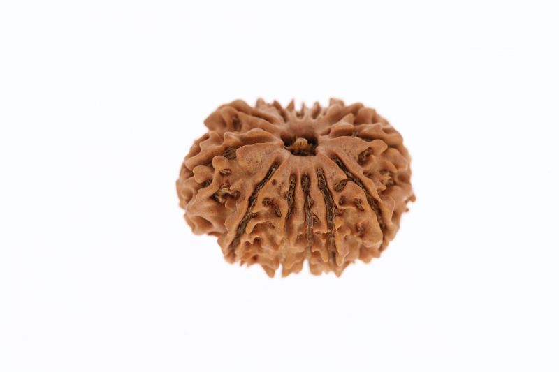 Rudraksha 11 Mukhi Brown - 2.93 Grams Weight - Origin - Nepal