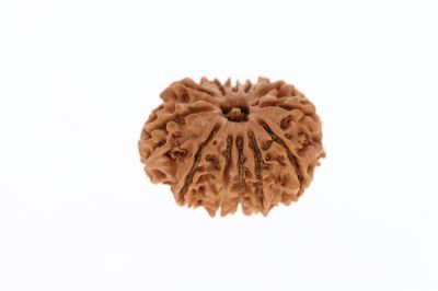 Rudraksha 11 Mukhi Brown - 2.93 Grams Weight - Origin - Nepal