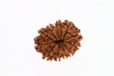 Rudraksha 11 Mukhi Brown - 2.93 Grams Weight - Origin - Nepal