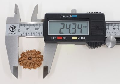 Rudraksha 11 Mukhi Brown - 2.93 Grams Weight - Origin - Nepal