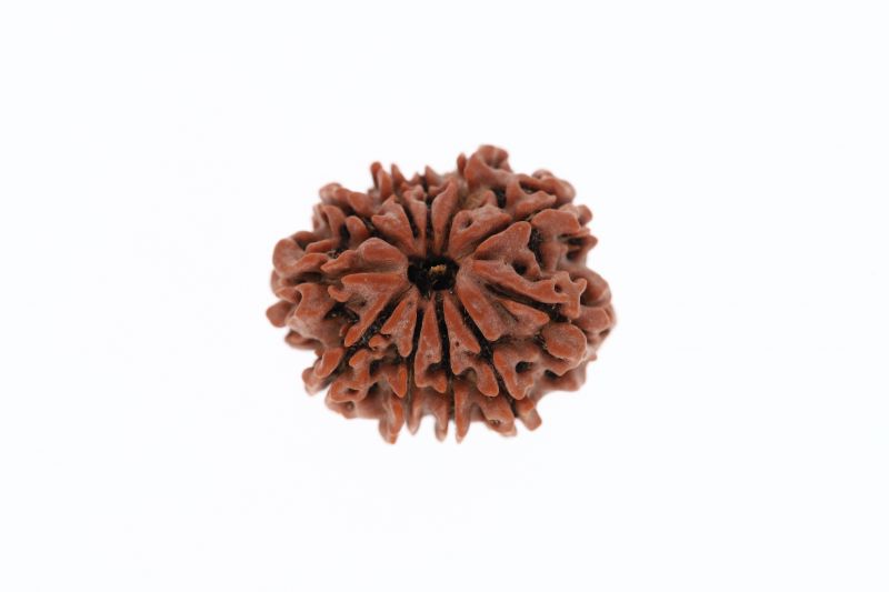 Rudraksha 11 Mukhi Brown - 3.02 Grams Weight - Origin - Nepal