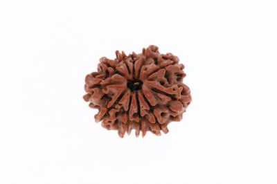 Rudraksha 11 Mukhi Brown - 3.02 Grams Weight - Origin - Nepal