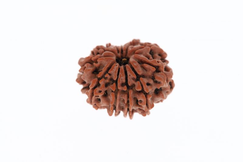 Rudraksha 11 Mukhi Brown - 3.02 Grams Weight - Origin - Nepal