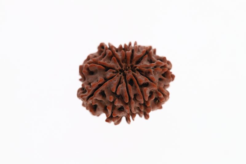 Rudraksha 11 Mukhi Brown - 3.02 Grams Weight - Origin - Nepal