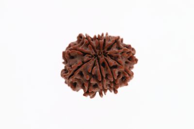 Rudraksha 11 Mukhi Brown - 3.02 Grams Weight - Origin - Nepal