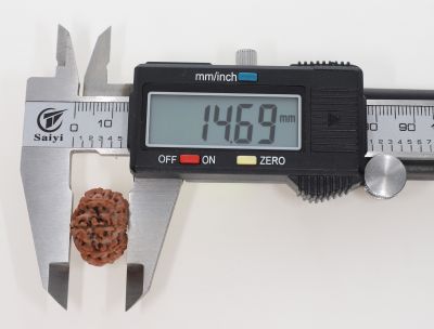 Rudraksha 11 Mukhi Brown - 3.02 Grams Weight - Origin - Nepal