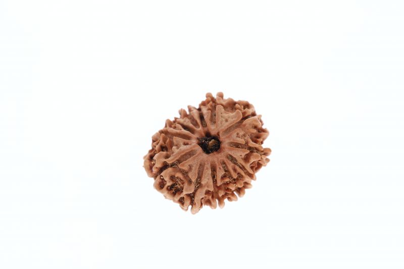 Natural 12 Mukhi Rudraksha-3.03 Carat Weight-Origin-Nepal