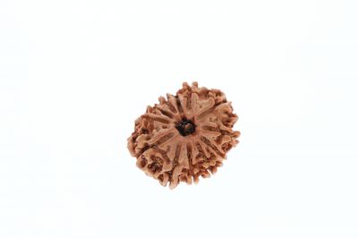 Natural 12 Mukhi Rudraksha-3.03 Carat Weight-Origin-Nepal