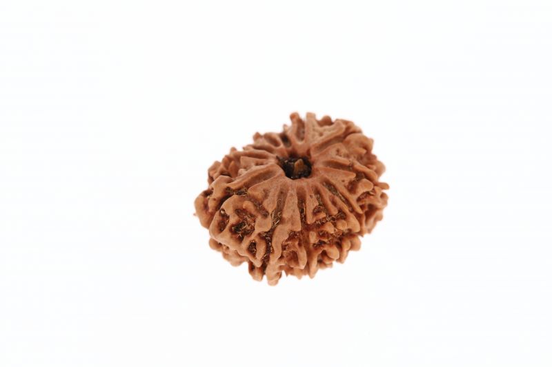 Natural 12 Mukhi Rudraksha-3.03 Carat Weight-Origin-Nepal