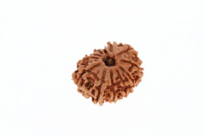 Natural 12 Mukhi Rudraksha-3.03 Carat Weight-Origin-Nepal