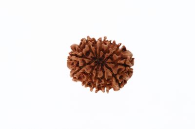 Natural 12 Mukhi Rudraksha-3.03 Carat Weight-Origin-Nepal