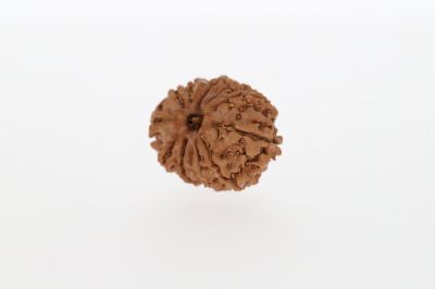 12 Mukhi Rudraksha-1.91 Grams Weight-Origin-Nepal