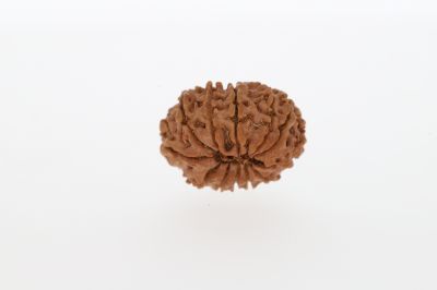 12 Mukhi Rudraksha-1.91 Grams Weight-Origin-Nepal