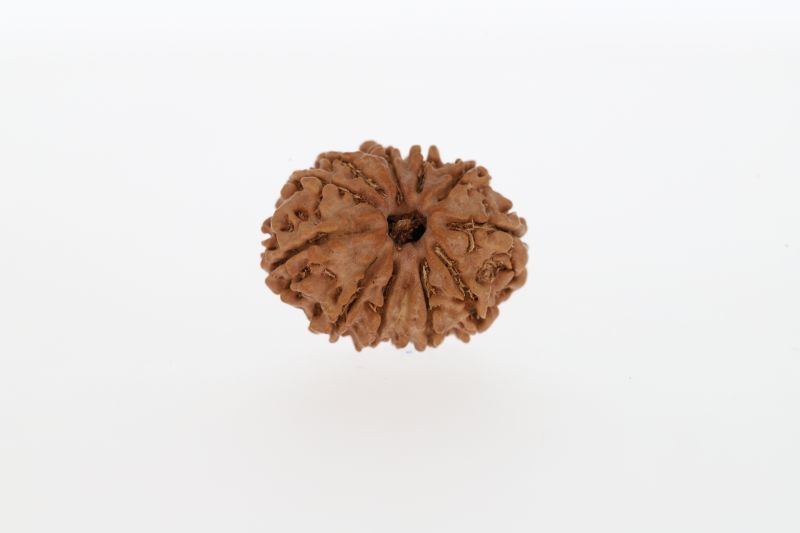 12 Mukhi Rudraksha-1.91 Grams Weight-Origin-Nepal