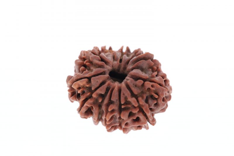 Rudraksha 12 Mukhi Brown-4.00 Carat Weight-Origin-Nepal