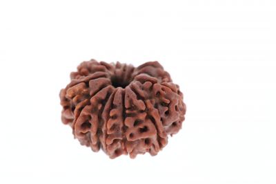 Rudraksha 12 Mukhi Brown-4.00 Carat Weight-Origin-Nepal