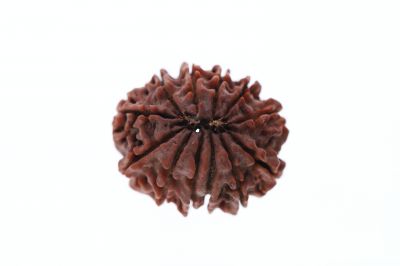 Rudraksha 12 Mukhi Brown-4.00 Carat Weight-Origin-Nepal