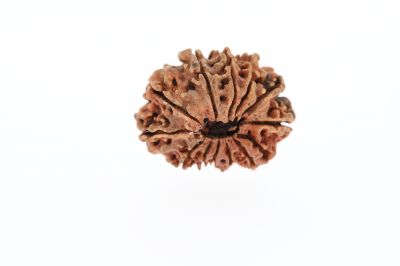 Rudraksha 12 Mukhi Brown-2.42 Grams Weight-Origin-Nepal